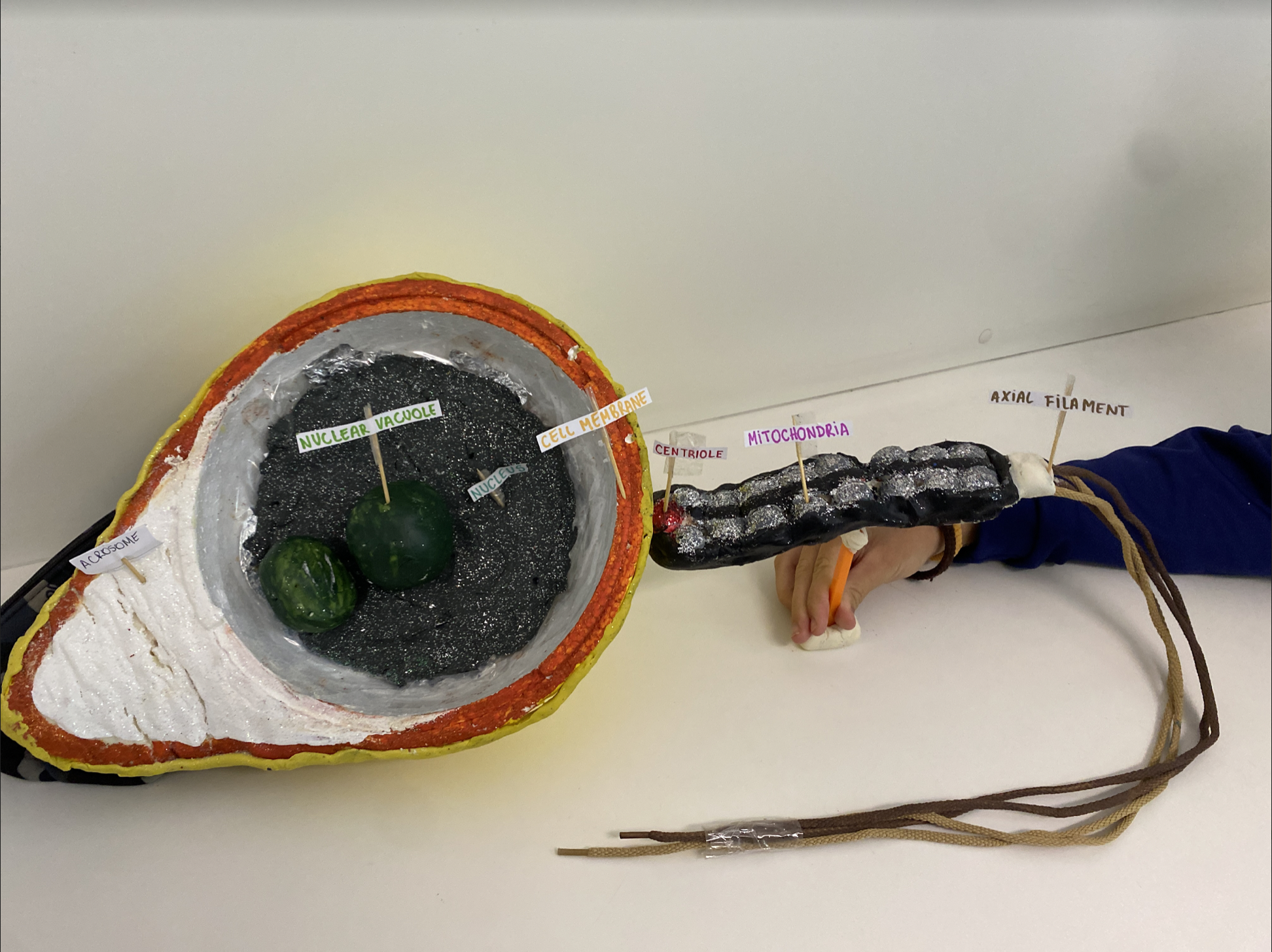 Building Scientific Models Building Scientific Models